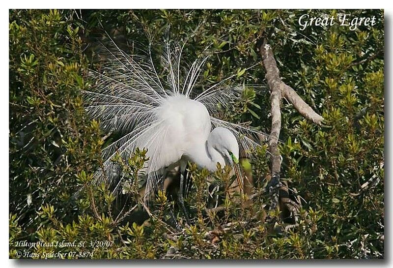 Great Egretadult breeding