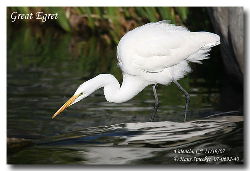 Great Egretadult