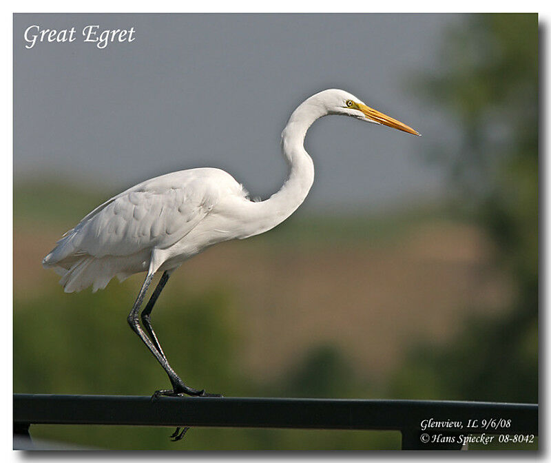 Great Egretadult