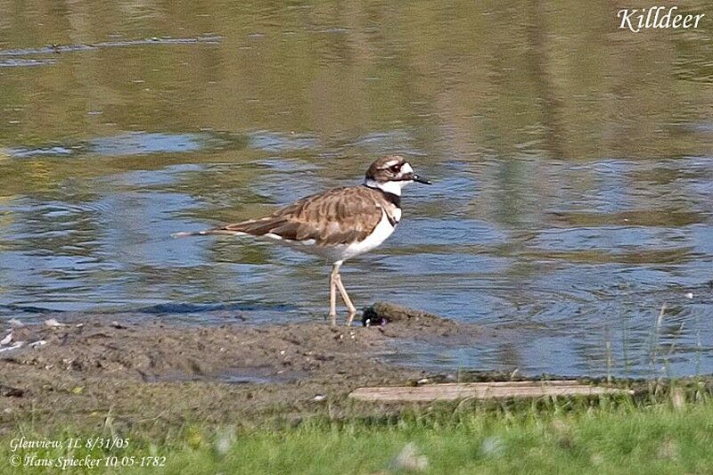 Killdeer