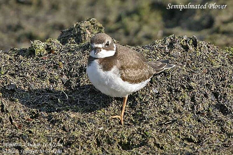 Semipalmated Plover