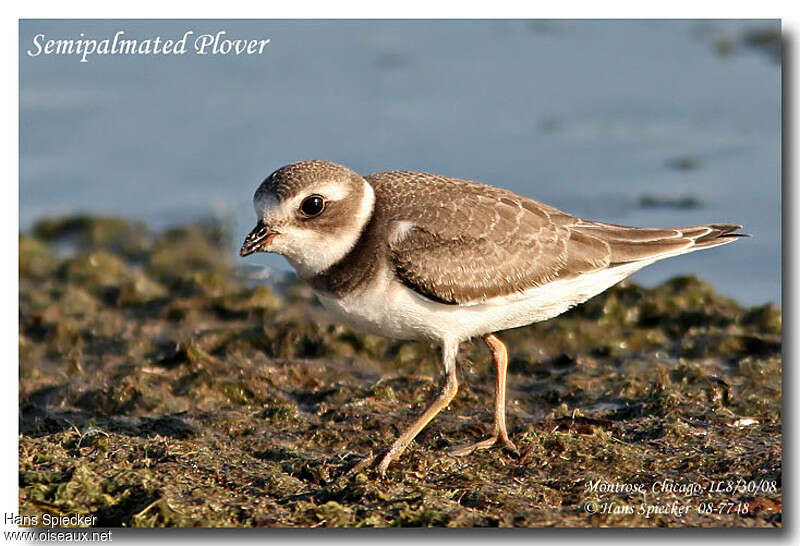 Semipalmated Plover, identification