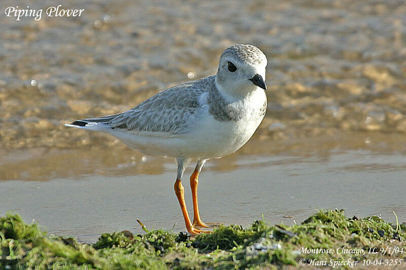 Piping Plover