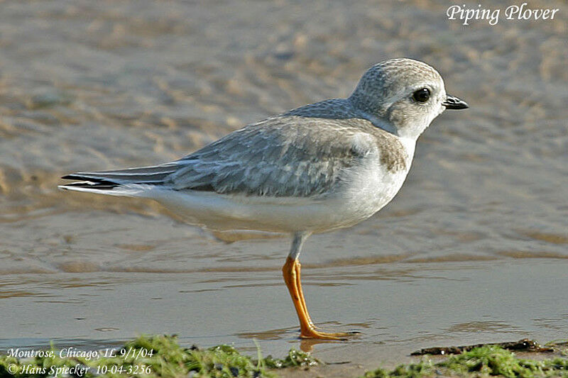 Piping Plover