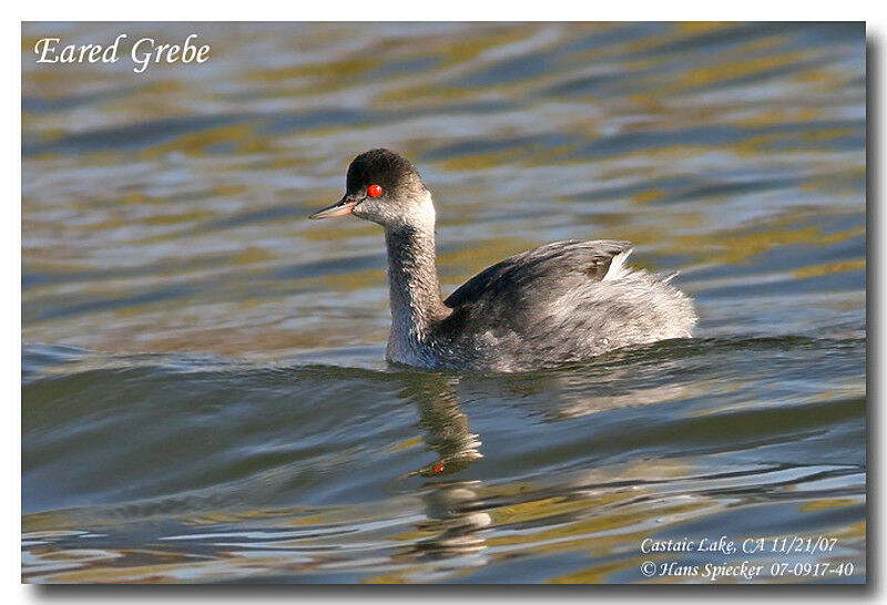 Black-necked Grebe