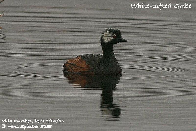 White-tufted Grebe