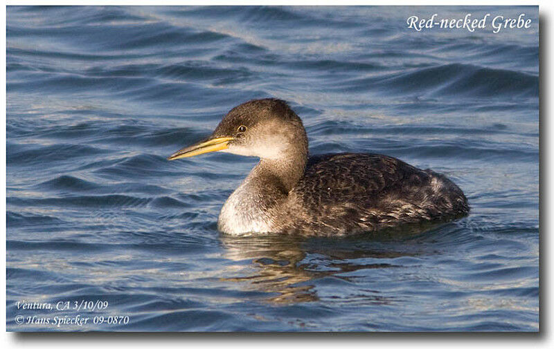 Red-necked Grebeadult post breeding, identification