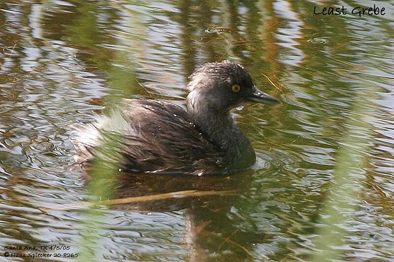 Least Grebe