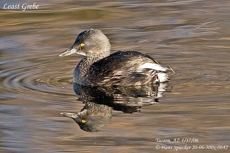 Least Grebe