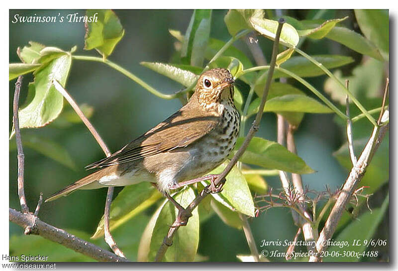 Grive à dos olive, identification