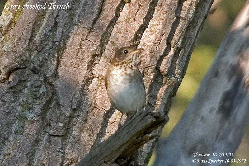 Grey-cheeked Thrush