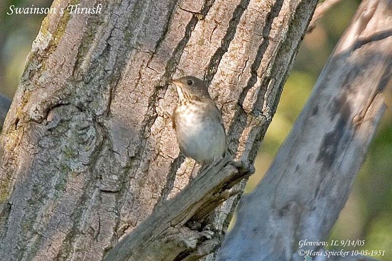 Grey-cheeked Thrush