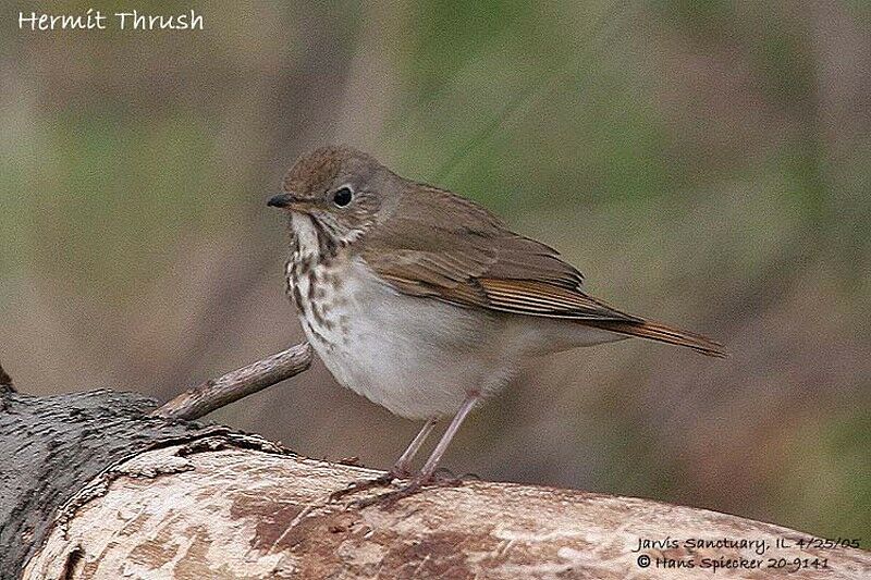 Hermit Thrush