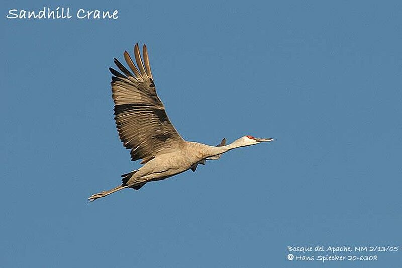 Sandhill Crane