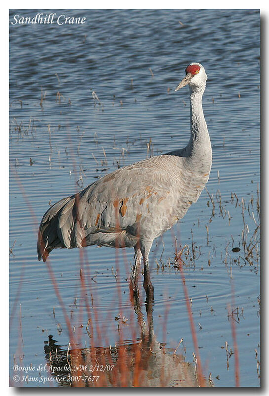 Sandhill Craneadult