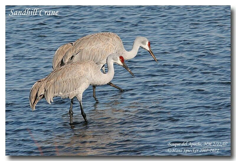 Sandhill Craneadult