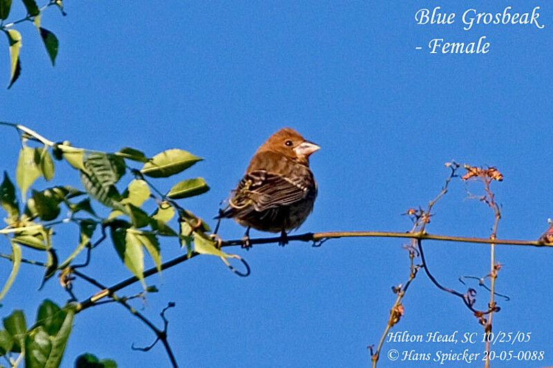 Blue Grosbeak