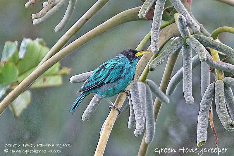 Green Honeycreeper