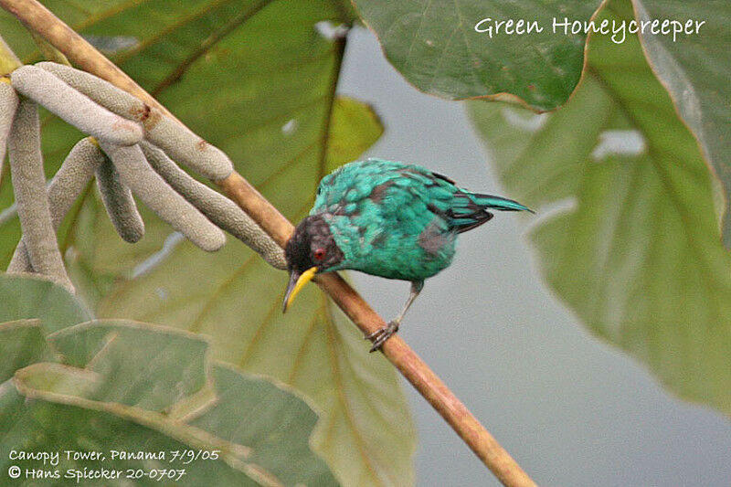 Green Honeycreeper