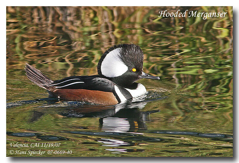 Hooded Merganser male adult