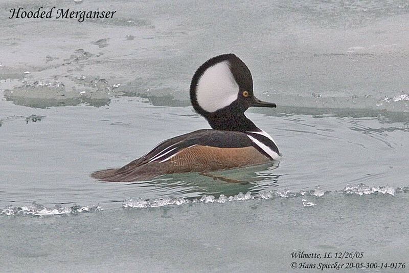 Hooded Merganser