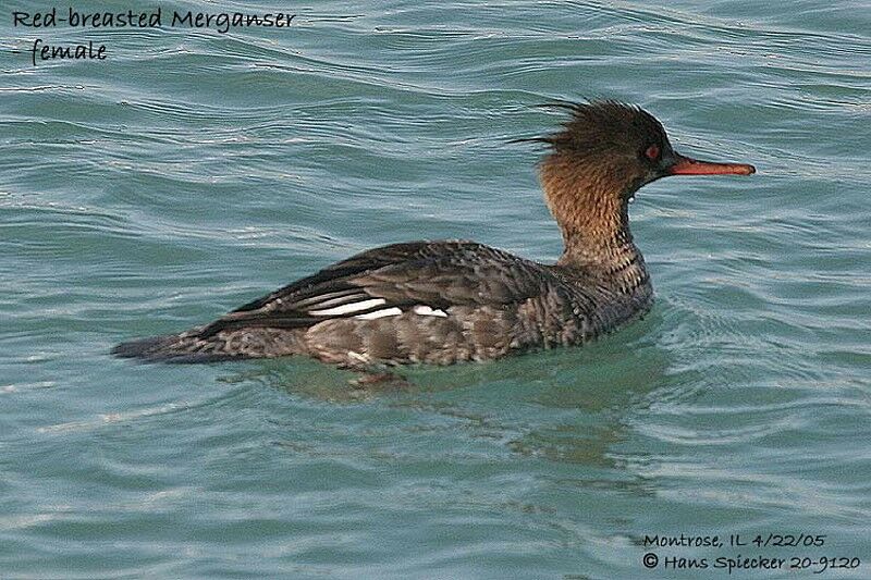 Red-breasted Merganser