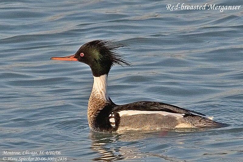 Red-breasted Merganser male adult breeding