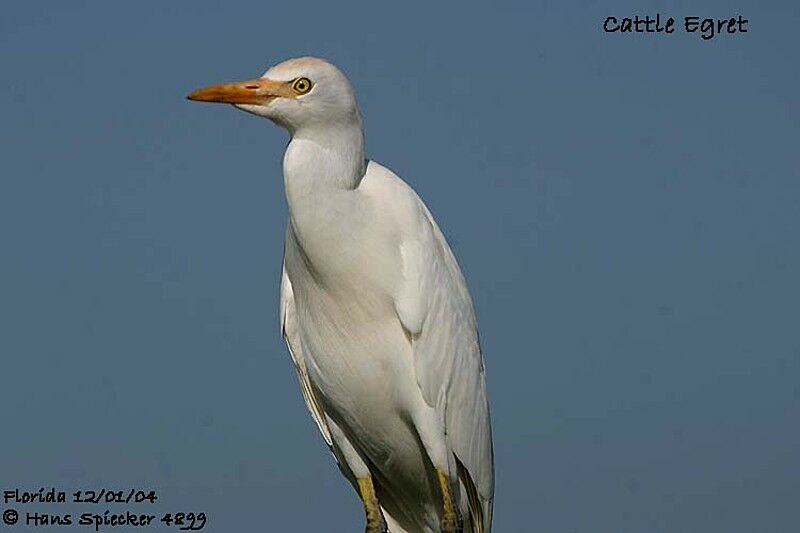 Western Cattle Egret