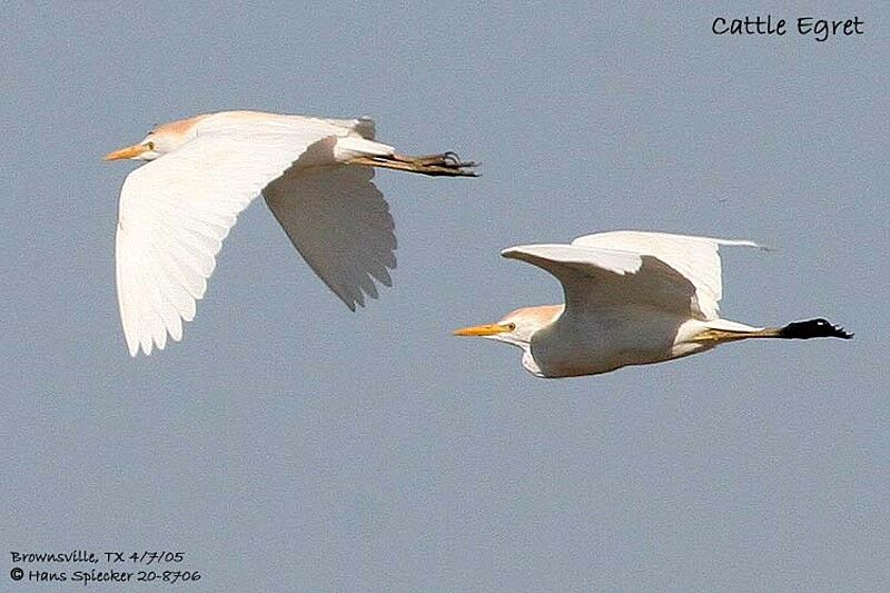 Western Cattle Egret