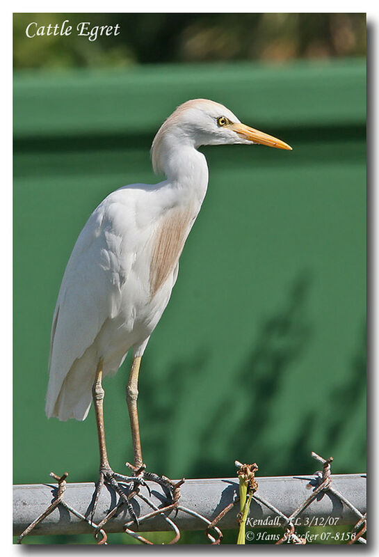 Western Cattle Egretadult breeding