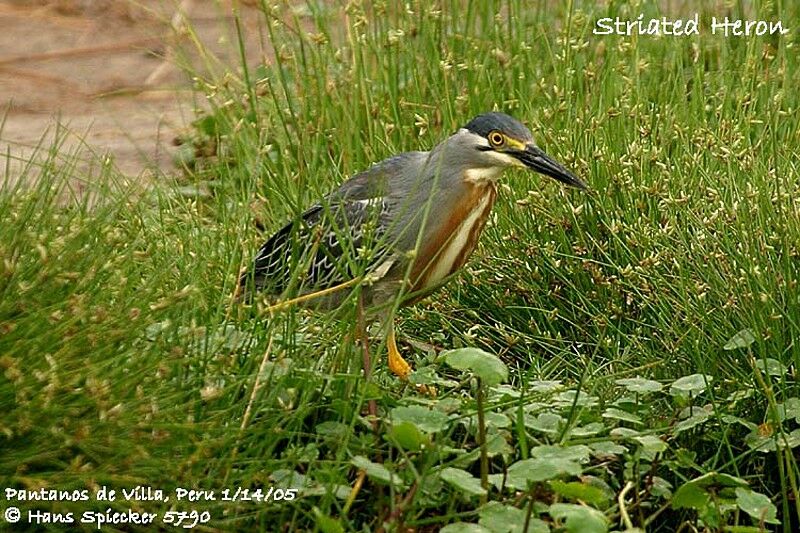 Striated Heron