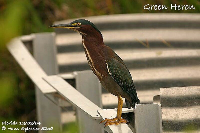 Green Heron