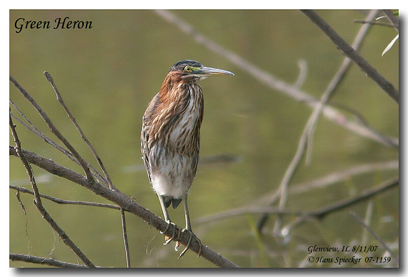 Green Heronadult