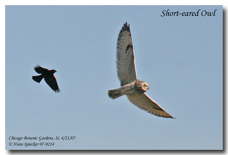 Short-eared Owladult