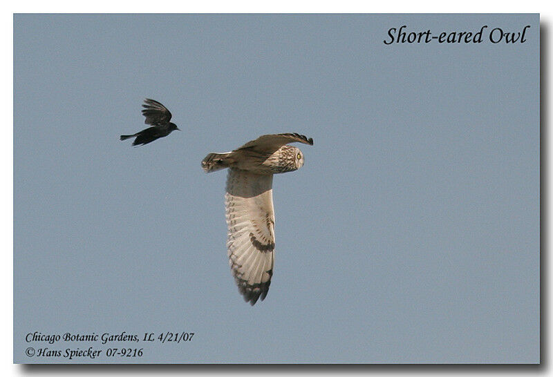 Short-eared Owladult