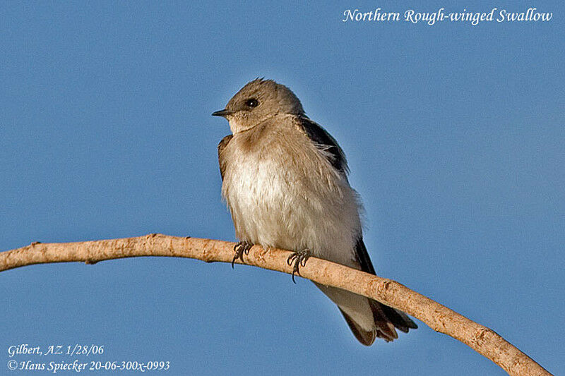 Northern Rough-winged Swallow