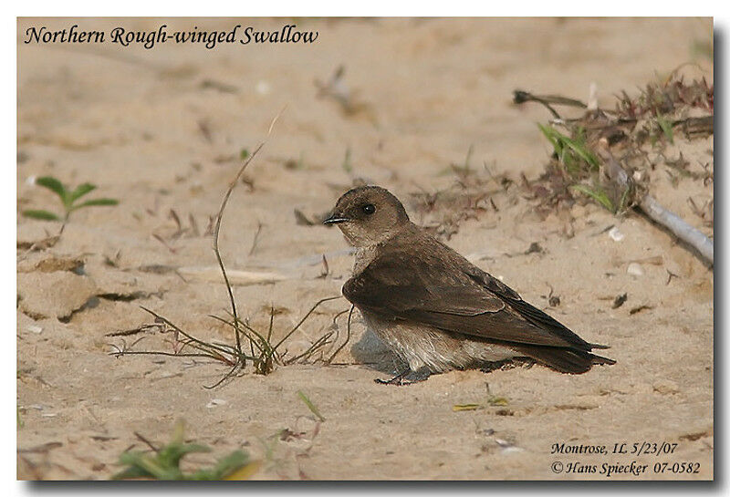 Northern Rough-winged Swallowadult