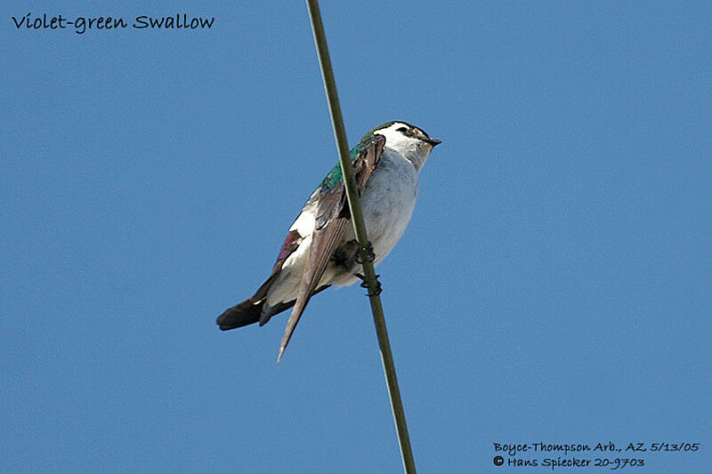 Violet-green Swallow