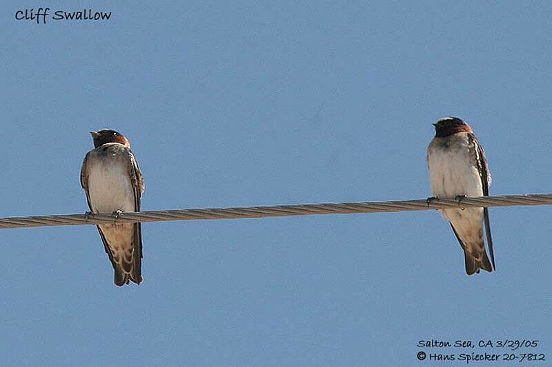 American Cliff Swallow