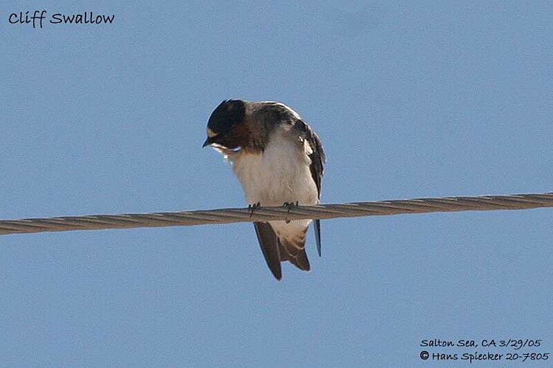 American Cliff Swallow