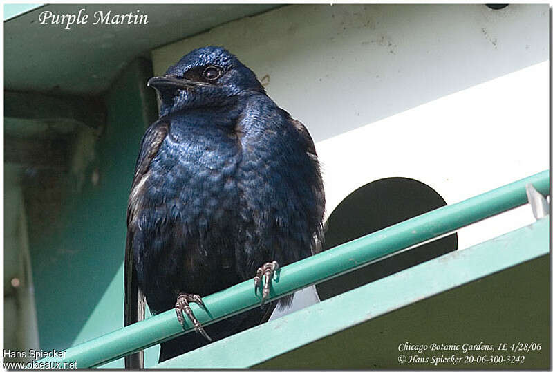 Purple Martin male adult, close-up portrait