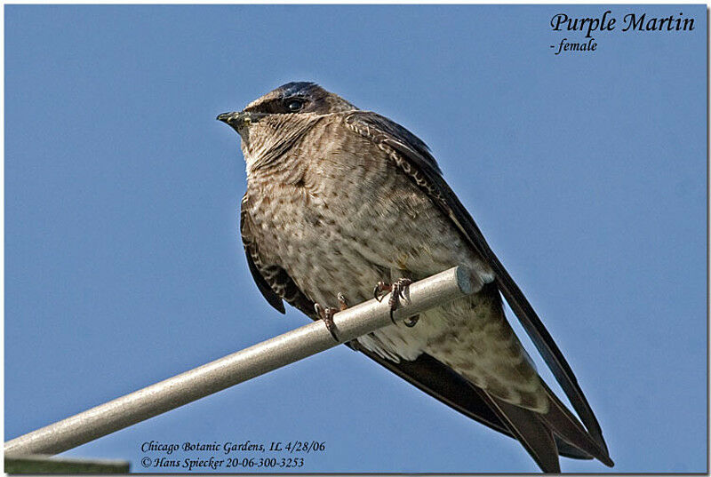 Purple Martin female adult