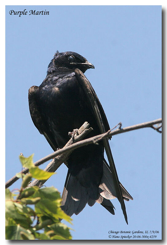 Purple Martin male adult post breeding