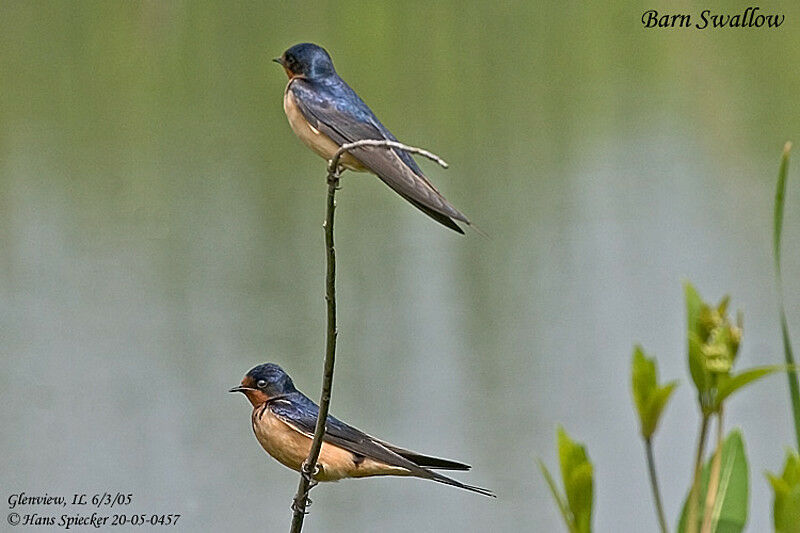 Barn Swallow