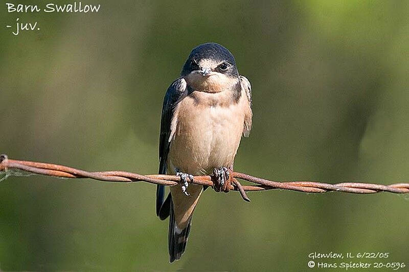 Barn Swallow