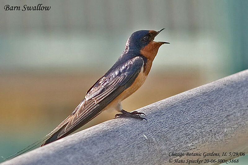 Barn Swallowadult breeding