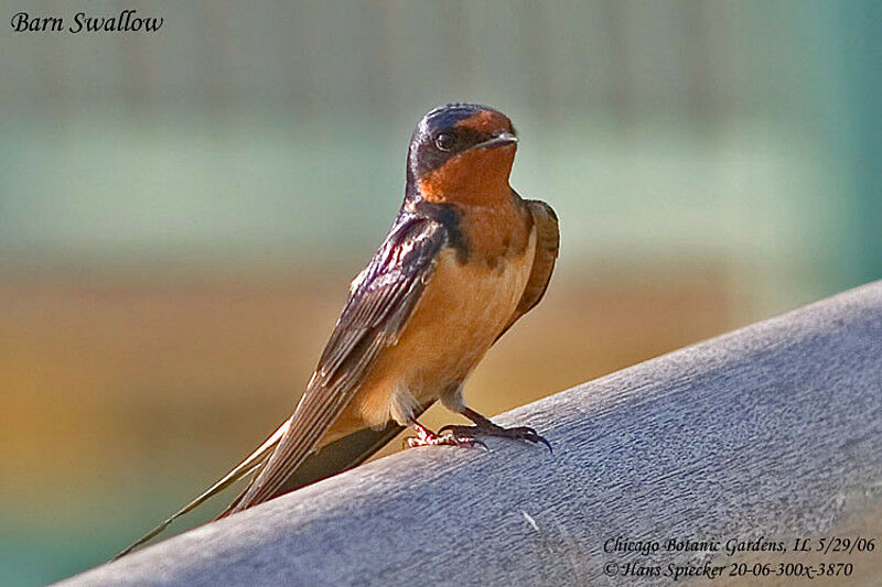 Barn Swallowadult breeding