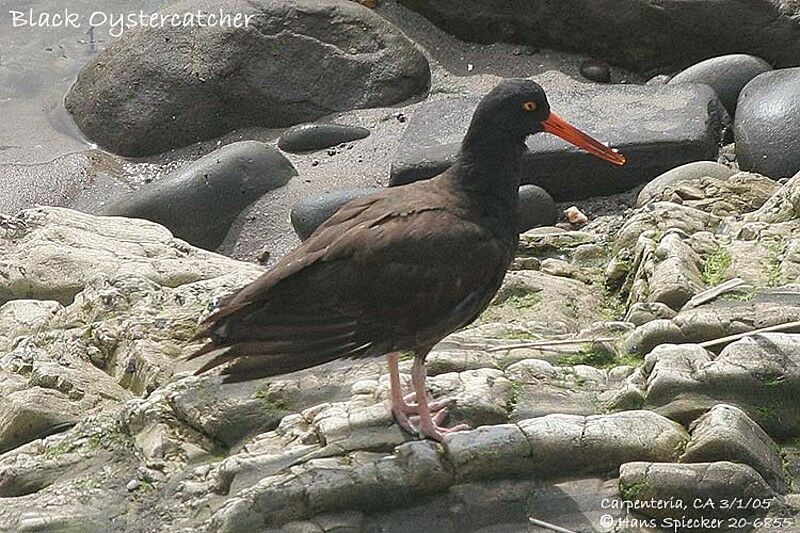 Black Oystercatcher