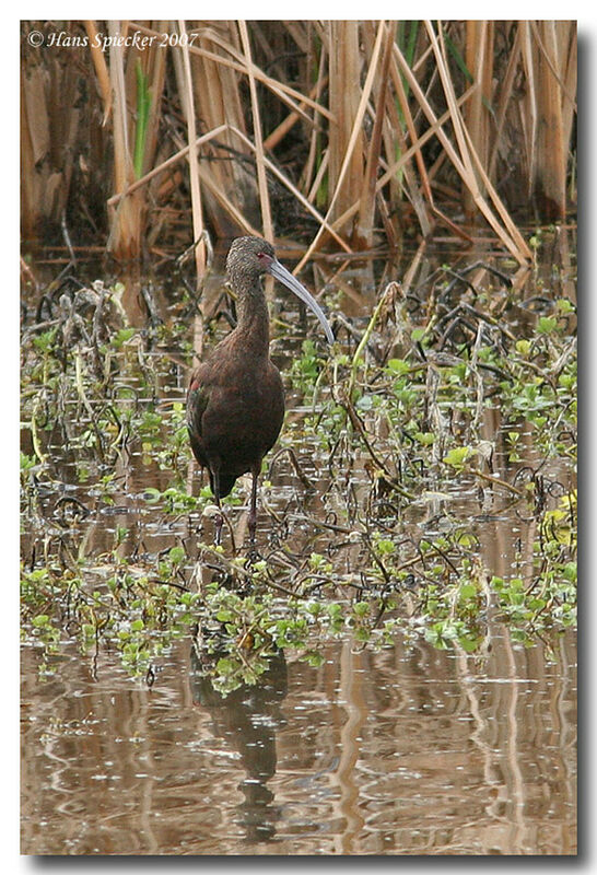 White-faced Ibisimmature