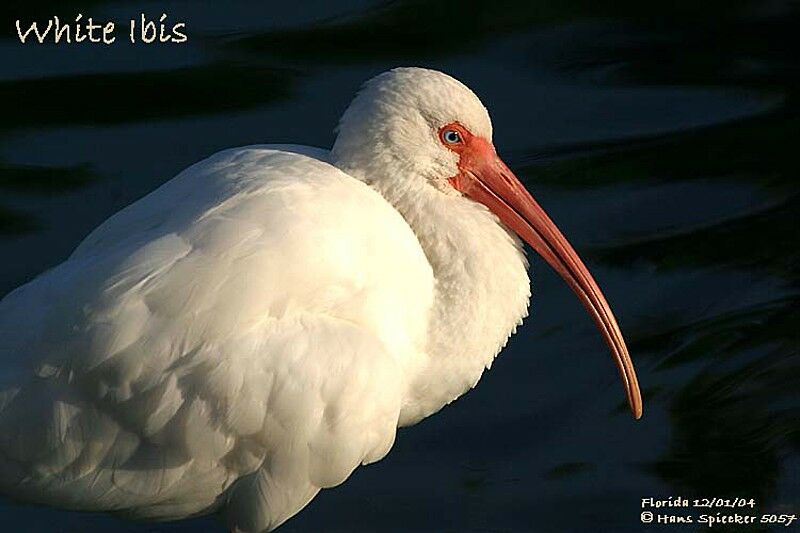 American White Ibis